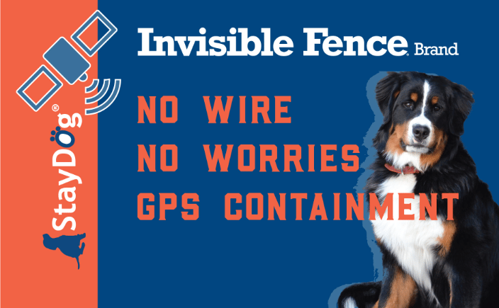 Stay dog hot sale invisible fence
