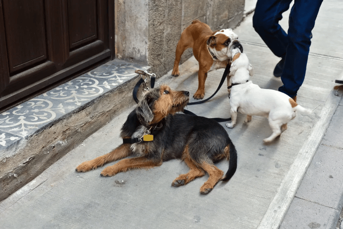 Albuquerque NM Waggle Walks Professional Dog Walker and Pet