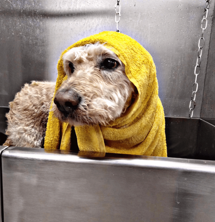 Bubbles N Bows Pet Grooming Fort Lupton, CO