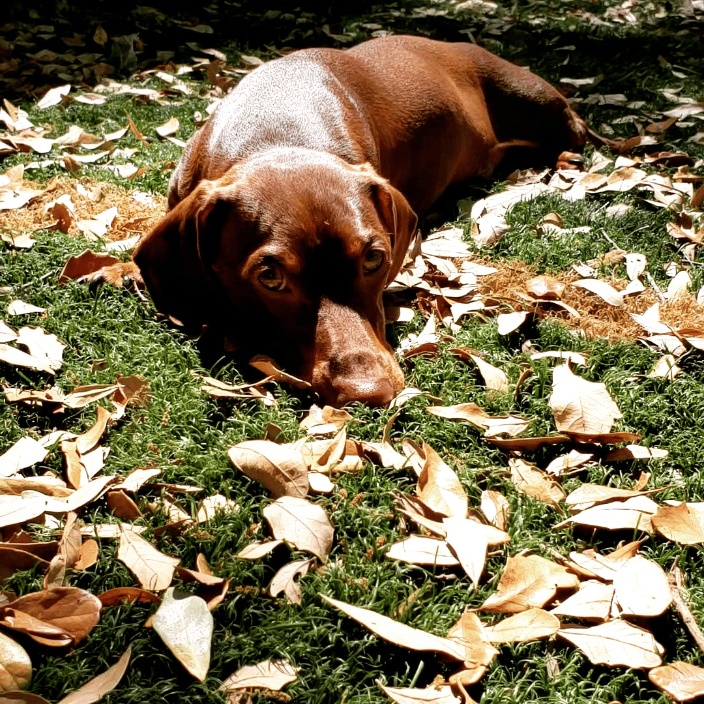 Tampa FL Red Diggity Dog Dog Daycare and Dog Boarding