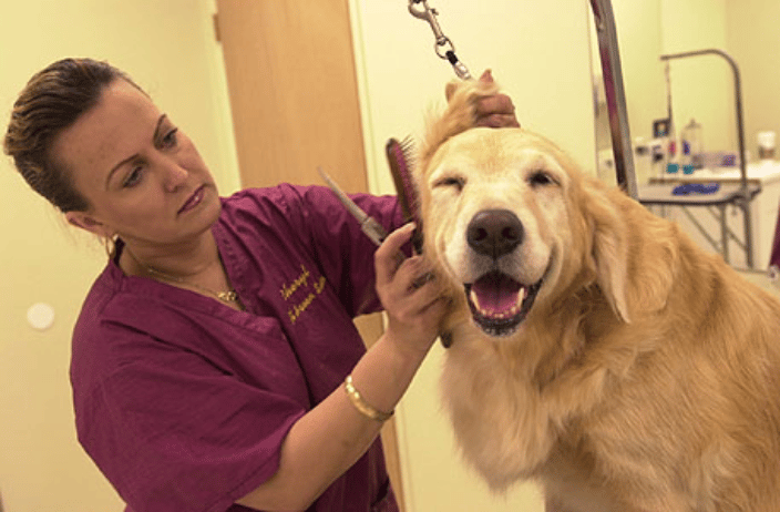 Pet haven grooming sales