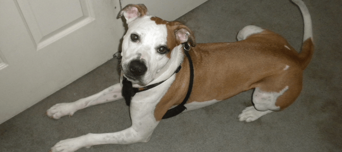 Susan's pet hot sale care