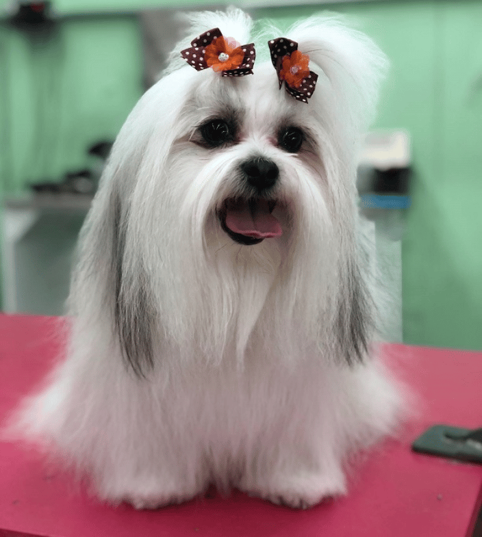 Here doggy hot sale daycare