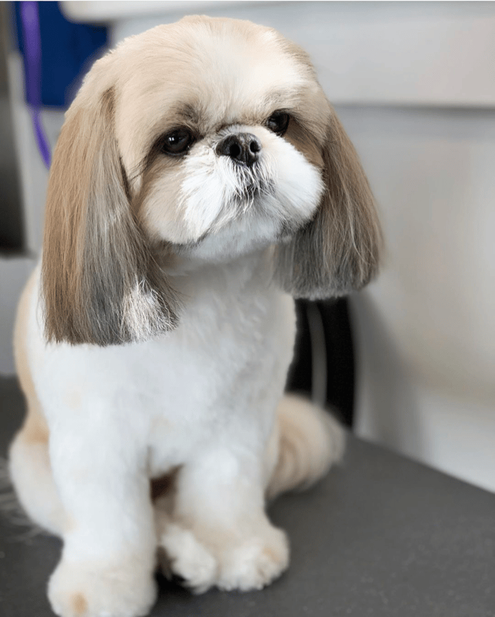 Cut above dog store grooming