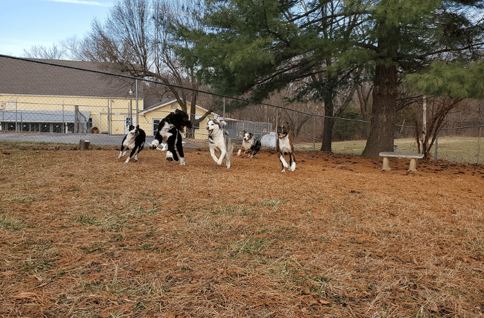 Elkhound ranch kennel best sale