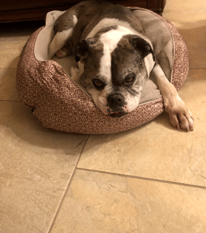 Millwood, NY Bed and Biscuits Pet Sitting