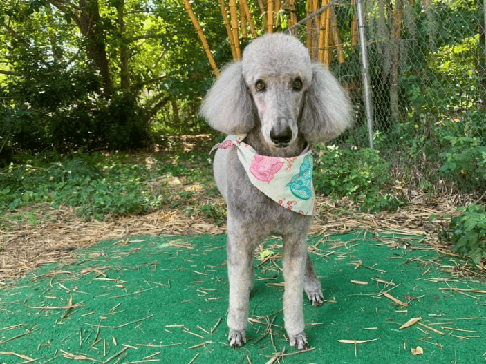 Sarasota FL Poochie s Pampered Pups Doggy Daycare