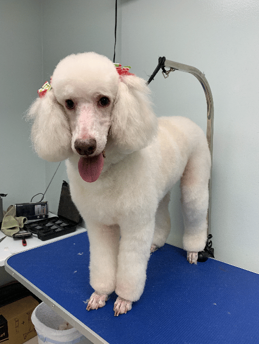 Furry tails mobile pet grooming discount