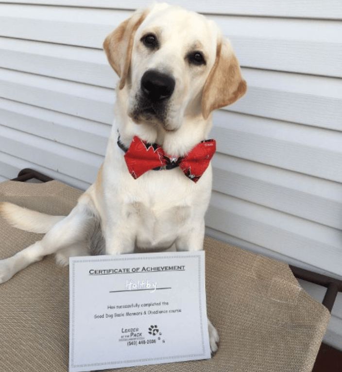 Leader of the pack dog training 2025