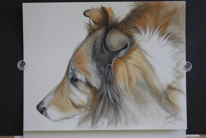 collie