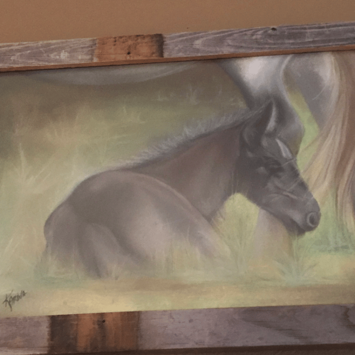 wild horse