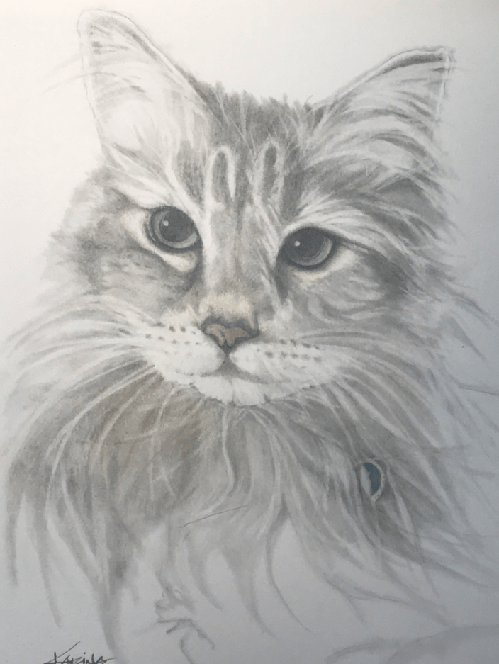 colorado feline