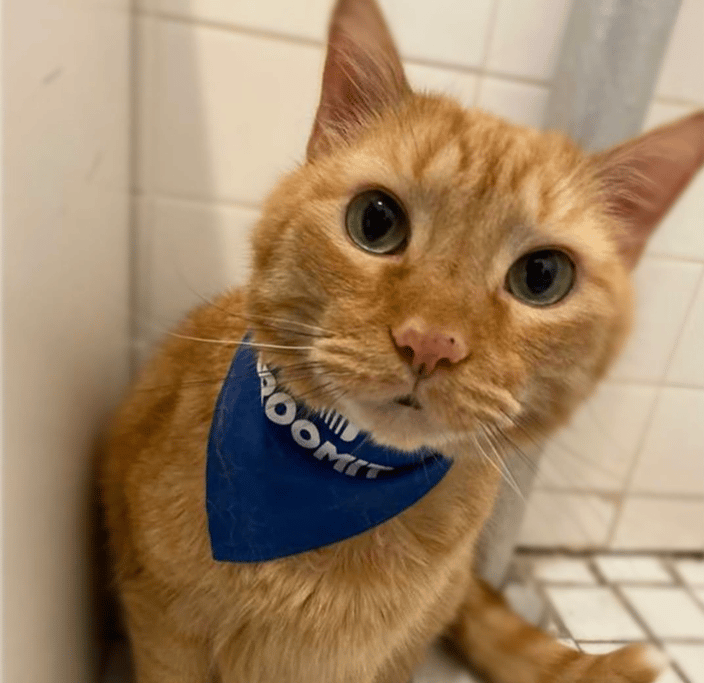 Cat Grooming at home with groomit