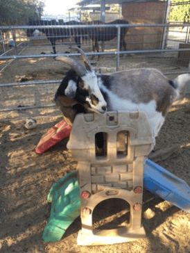 Grover Goat, place training