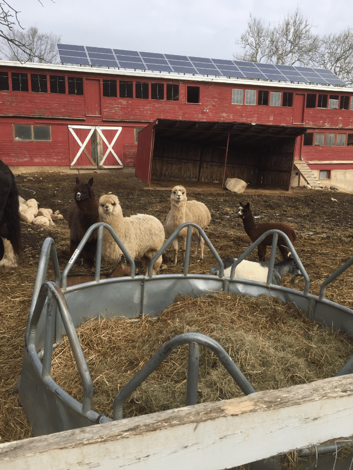 After some reiki with alpacas