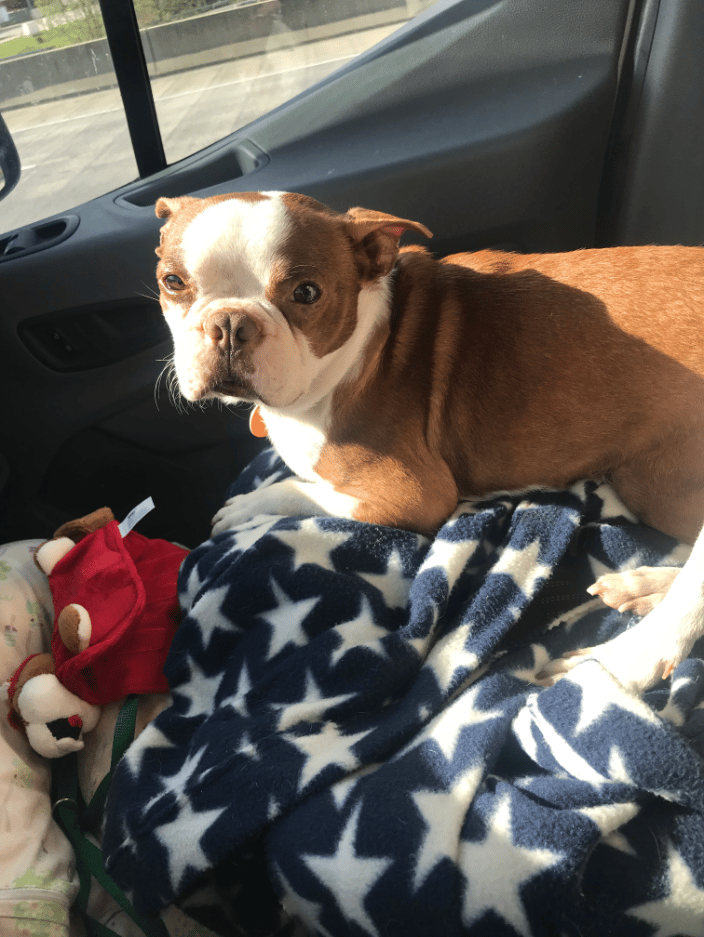 Buster on his journey to a new home....:-)