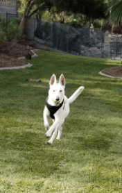 Kona at Golden Leash