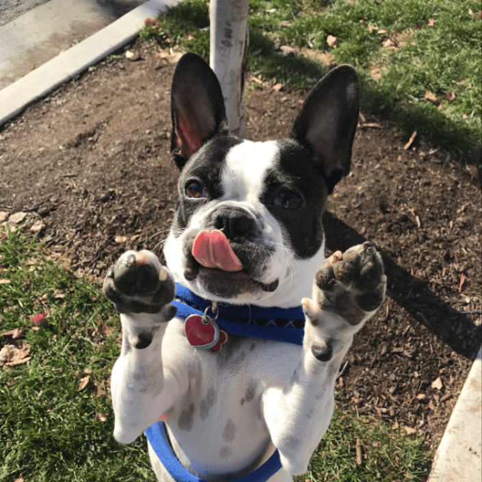 Frank