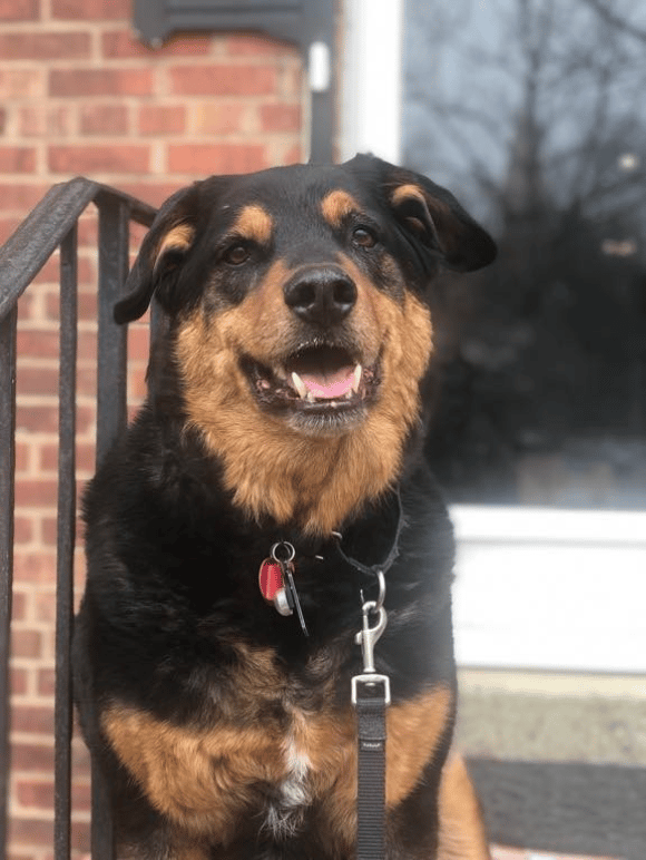 Sarge