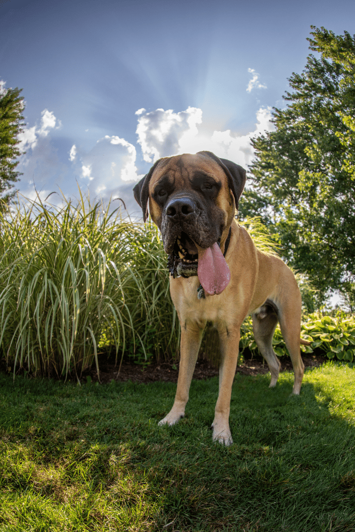 Hank - English Mastiff