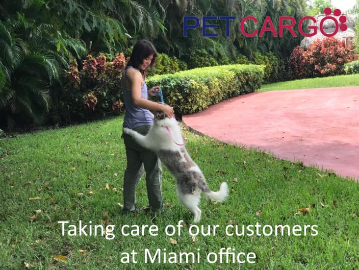 Domestic Pet Transport and Care