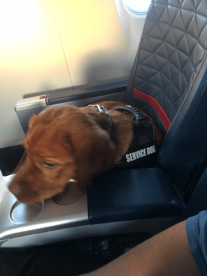 Bodhi's Flight