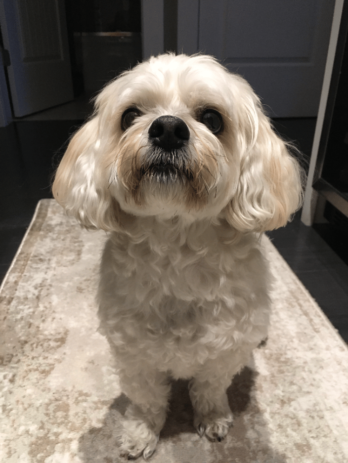 Poppy