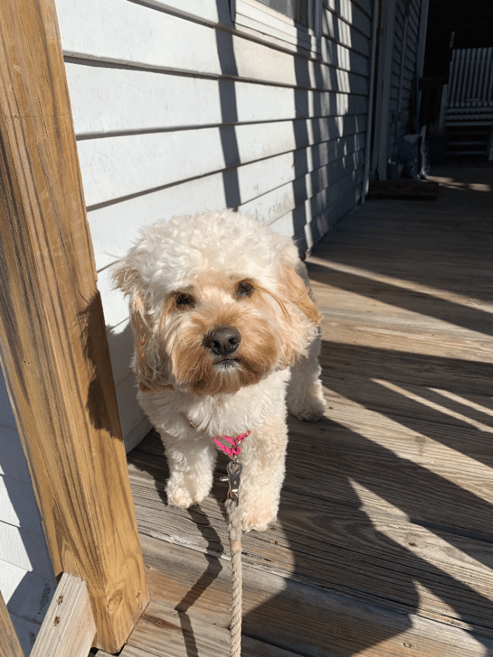 Millie