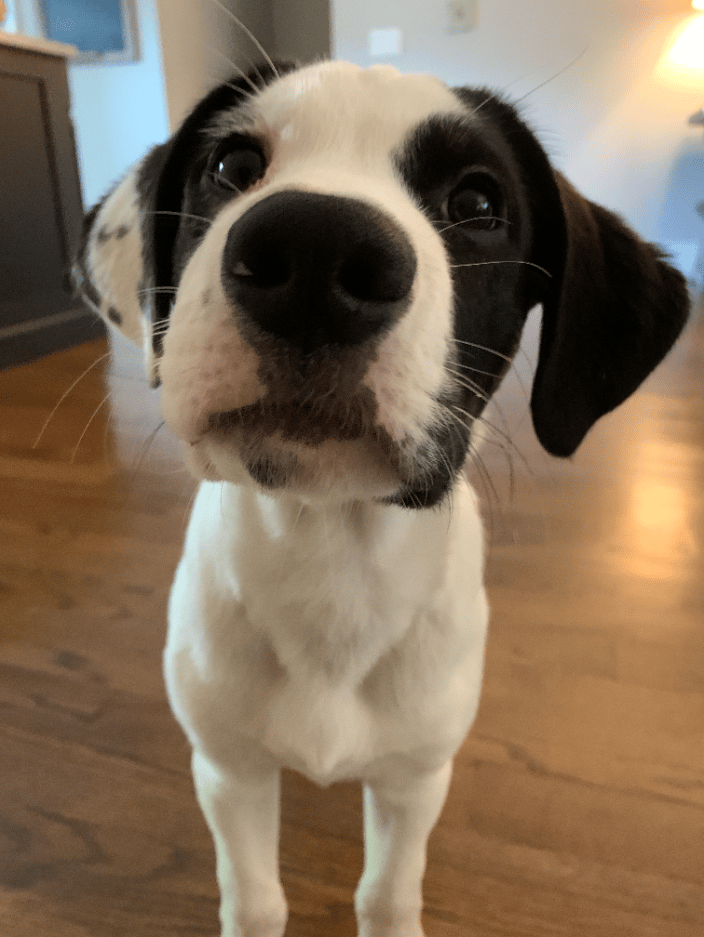 Palmer
