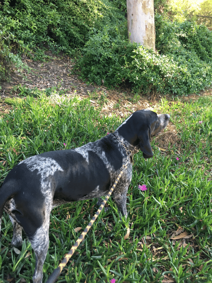 Billy a Blue tick Coonhound