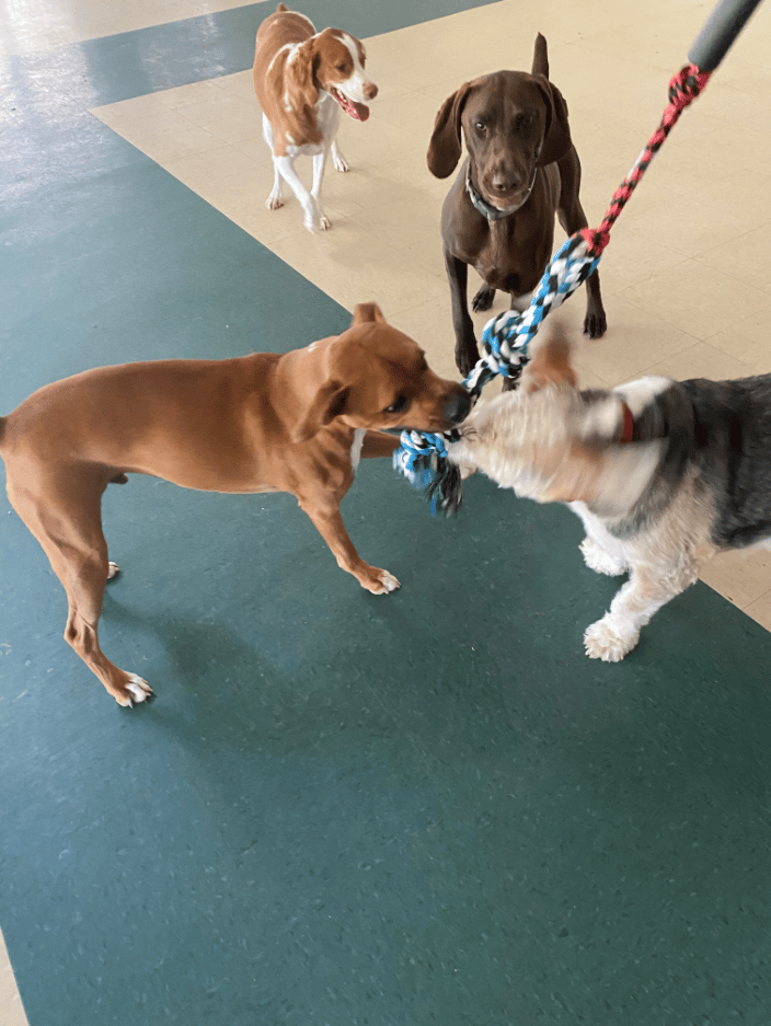Big dog play
