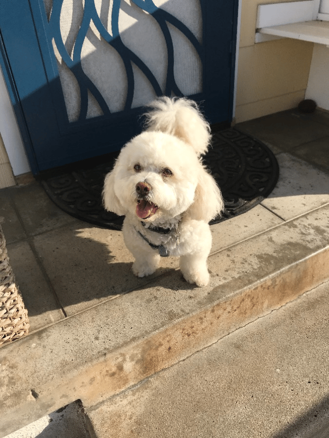 Casper, boarded at Mira's house