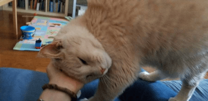 Chester, getting pets from his pet sitter. 