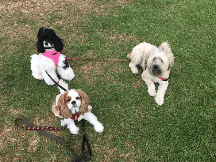 Cooking, Marley and Cali on a group walk in La Jolla