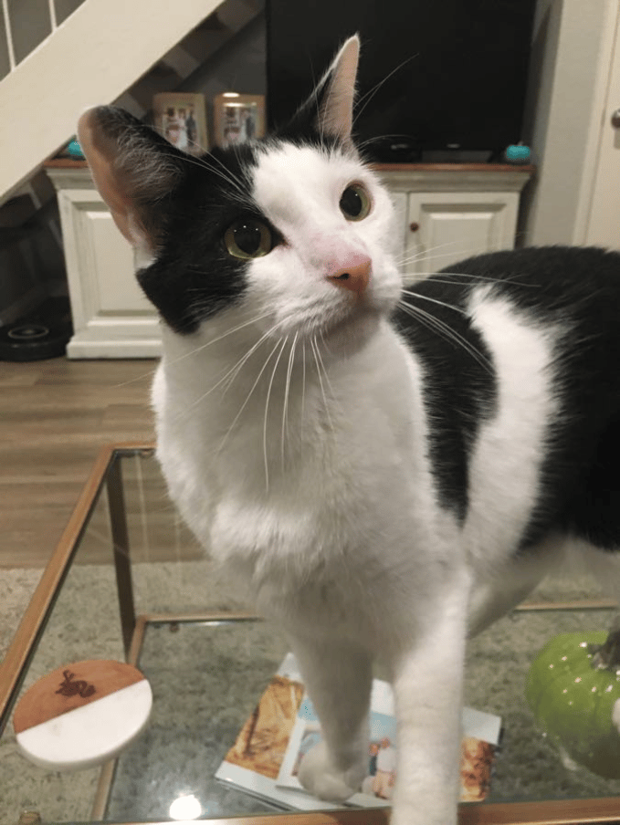 Gatsby, our kitty with the biggest attitude