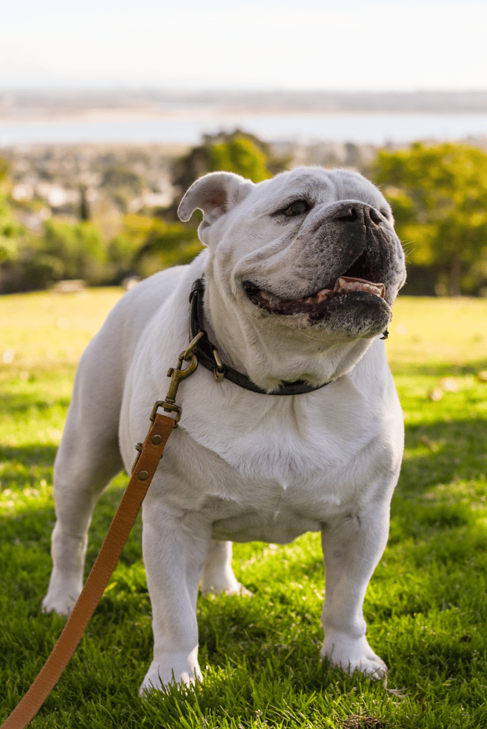 Plato, sweetest bully around. RIP my friend, we will always miss you