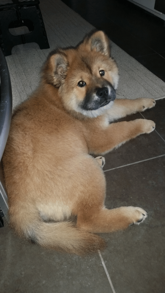 Pebbles, my special Chow Chow
