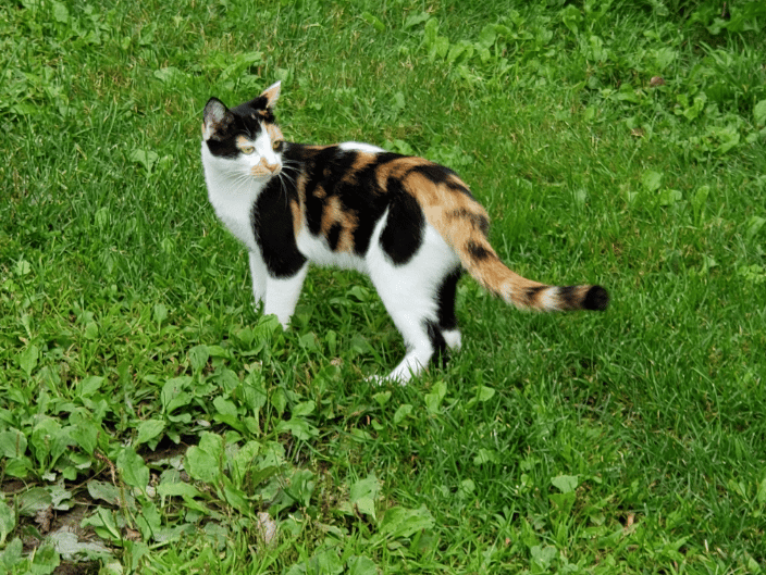 Munchie is a farm cat in Starksboro, VT