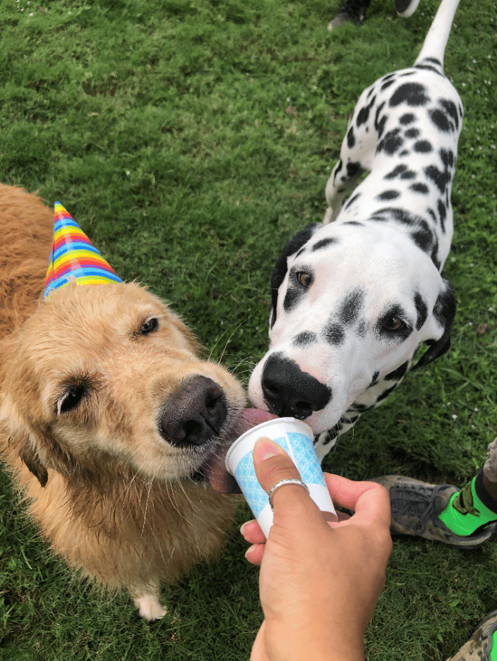 Pups enjoying a homemade Frosty Paw ice cream!