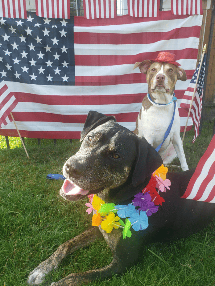 4th of July party for our boarding pups!