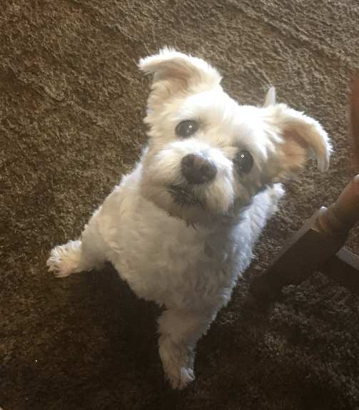 Lucy