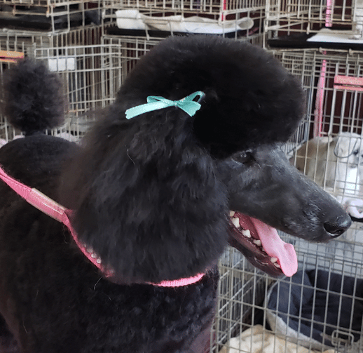 Dana and friends pet grooming sales