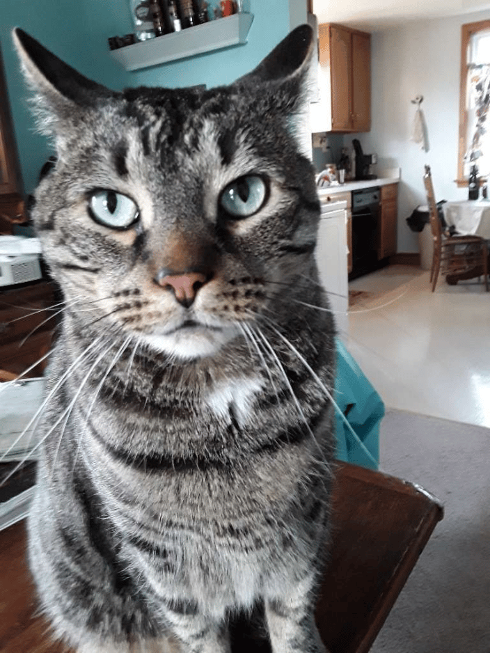 Amigo