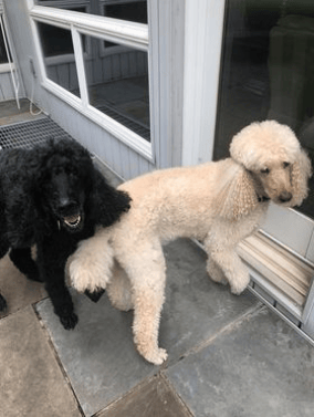 Annie and Ollie