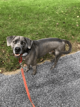 Bohdi
