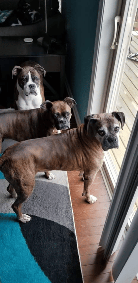 Boxer love