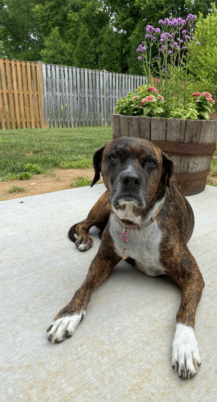 Bella