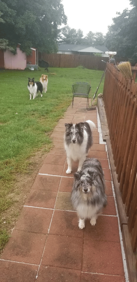Collie crew