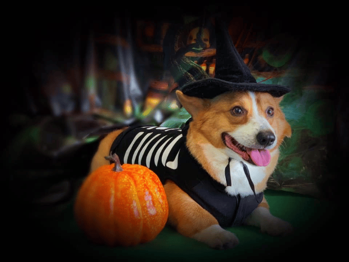 Gizmo