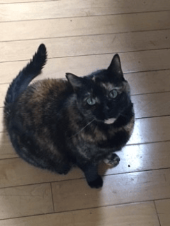 Penny